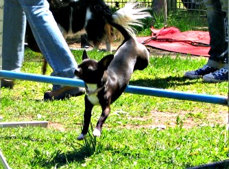 KayDee (Chihuahua, Pekinese) Chihuahua Pekinese 